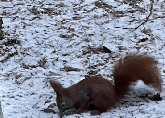 Osada Blanka Black & White Swornegacie